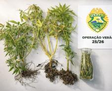 Ao todo, foram apreendidos seis vasos contendo maconha