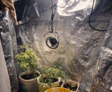 Ao todo, foram apreendidos seis vasos contendo maconha