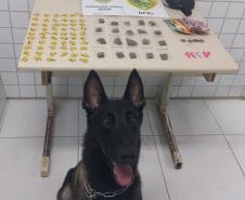 Com o auxílio do cão farejador Urko, foram localizadas mais 48 porções de crack espalhadas na área