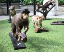 PMPR e Forças de Segurança Intensificam Ações de Proteção à Mulher durante evento da SESP no Shopping Estação