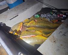 PMPR prende seis pessoas em Pinhão e apreende 92,6 kg de dourado, embarcações e arma de fogo em área proibida