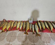 PMPR prende seis pessoas em Pinhão e apreende 92,6 kg de dourado, embarcações e arma de fogo em área proibida