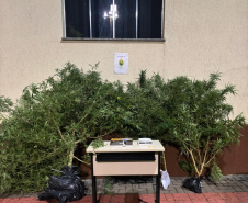 PMPR prende homem por tráfico de drogas e apreende pés de maconha em residência em Pitanga