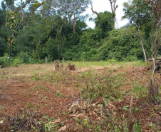 PMPR autua 14 pessoas por desmatamento irregular em área de vegetação nativa
