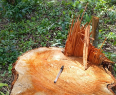 PMPR autua 14 pessoas por desmatamento irregular em área de vegetação nativa