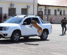 PMPR forma novos policiais especializados no uso de cães e reforça atuação no combate ao crime no Estado