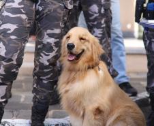 PMPR forma novos policiais especializados no uso de cães e reforça atuação no combate ao crime no Estado