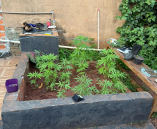 PMPR localiza plantação de maconha e apreende 37 pés da droga em Cianorte