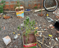 PMPR localiza plantação de maconha e apreende 37 pés da droga em Cianorte