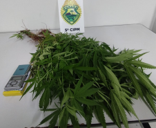 PMPR localiza plantação de maconha e apreende 37 pés da droga em Cianorte