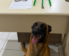 PMPR prende foragido com drogas após tentativa de fuga em Telêmaco Borba