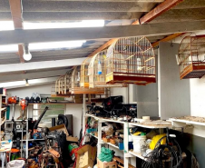 PMPR autua responsável por manter aves silvestres em cativeiro em Medianeira