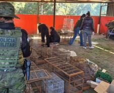 PMPR e IAT apreendem 95 aves e aplicam mais de R$ 400 mil em multas durante operação em Guarapuava