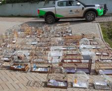 PMPR e IAT apreendem 95 aves e aplicam mais de R$ 400 mil em multas durante operação em Guarapuava
