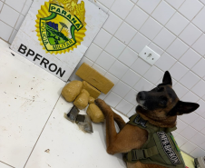 Fiscalizações da PMPR com apoio de cão farejador resultam na apreensão de drogas em Guaíra