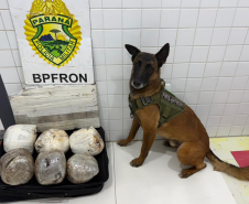 Fiscalizações da PMPR com apoio de cão farejador resultam na apreensão de drogas em Guaíra