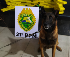 PMPR apreende mais de 25 quilos de maconha em ônibus interestadual em Francisco Beltrão
