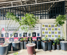 PMPR apreende plantação de maconha e prende homem em Londrina