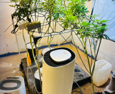 PMPR apreende plantação de maconha e prende homem em Londrina