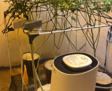 PMPR apreende plantação de maconha e prende homem em Londrina
