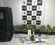PMPR localiza laboratório de cultivo de maconha em Matinhos