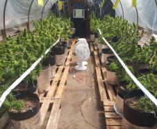 PM localiza 550 pés de maconha e 3 quilos da droga durante incêndio a clínica de reabilitação em Londrina