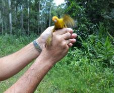Operação em Paranaguá resulta em 22 aves silvestres resgatadas e seis pessoas encaminhadas