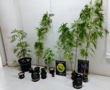 Plantação de maconha e arma de fogo são localizadas pelo BOPE em Curitiba e RMC

