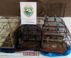 Em Morretes e Antonina, 21 aves silvestres são resgatadas e uma arma de fogo é apreendida