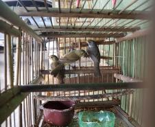 Em Morretes e Antonina, 21 aves silvestres são resgatadas e uma arma de fogo é apreendida