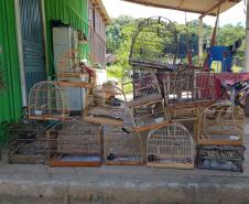 Em Morretes e Antonina, 21 aves silvestres são resgatadas e uma arma de fogo é apreendida