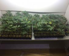 PM apreende 155 mudas de maconha, carregadores, munições, fertilizantes e demais materiais em Colombo