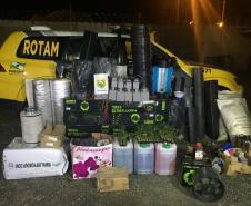 PM apreende 155 mudas de maconha, carregadores, munições, fertilizantes e demais materiais em Colombo