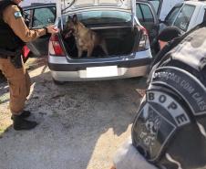 Militares estaduais passam por capacitação de adestramento e condução de cães farejadores com o BOPE

