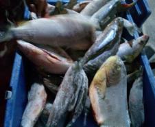 BPAmb-FV apreende peixes que seriam comercializados de maneira irregular no Noroeste do PR

