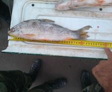BPAmb-FV apreende peixes que seriam comercializados de maneira irregular no Noroeste do PR

