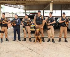 Canil da PM de Cianorte doa filhotes de Bloodhound para outras unidades da Corporação