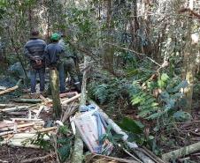 Policiais ambientais prendem dupla que extraia palmito do Parque Nacional do Iguaçu