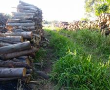 BPAmb-FV apreende 480 quilos de carvão e 130 metros de lenha em carvoaria ilegal no Noroeste do estado
