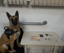 BOPE elucida roubo e apreende drogas com emprego de cão farejador na Capital