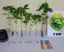 No Sudoeste do estado, 12 pés de maconha são apreendidos por policiais militares; três pessoas são encaminhados