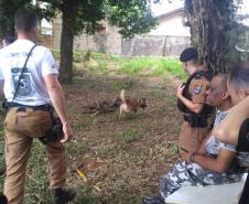 Cão Thor conquista o pódio do 1º Desafio de Eficiência Canina, no Oeste do estado