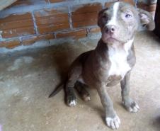 Animais em situações de risco são resgatados pela PM de Toledo (PR); um homem é encaminhado