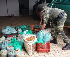 PM apreende 385 quilos de pinhão em duas abordagens na cidade de Clevelândia (PR)