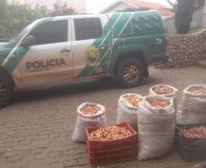PM apreende 385 quilos de pinhão em duas abordagens na cidade de Clevelândia (PR)