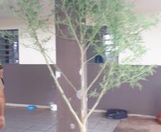 Equipe da PM apreende pé de maconha de quase três metros em Londrina, no Norte do estado