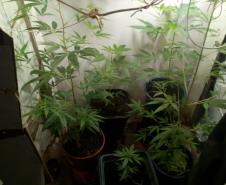 PM desmantela laboratório de cultivação de maconha prende trio com envolvimento no tráfico de drogas em situações distintas na Capital