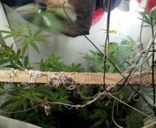 PM desmantela laboratório de cultivação de maconha prende trio com envolvimento no tráfico de drogas em situações distintas na Capital