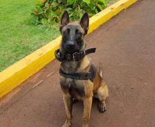 Na primeira ação policial, cão da PM auxilia na apreensão de mais de um quilo de maconha