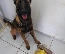 Na primeira ação policial, cão da PM auxilia na apreensão de mais de um quilo de maconha
